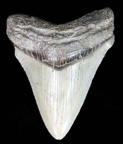 Juvenile Megalodon Tooth - South Carolina #39944